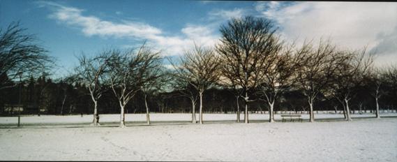 meadows in snow